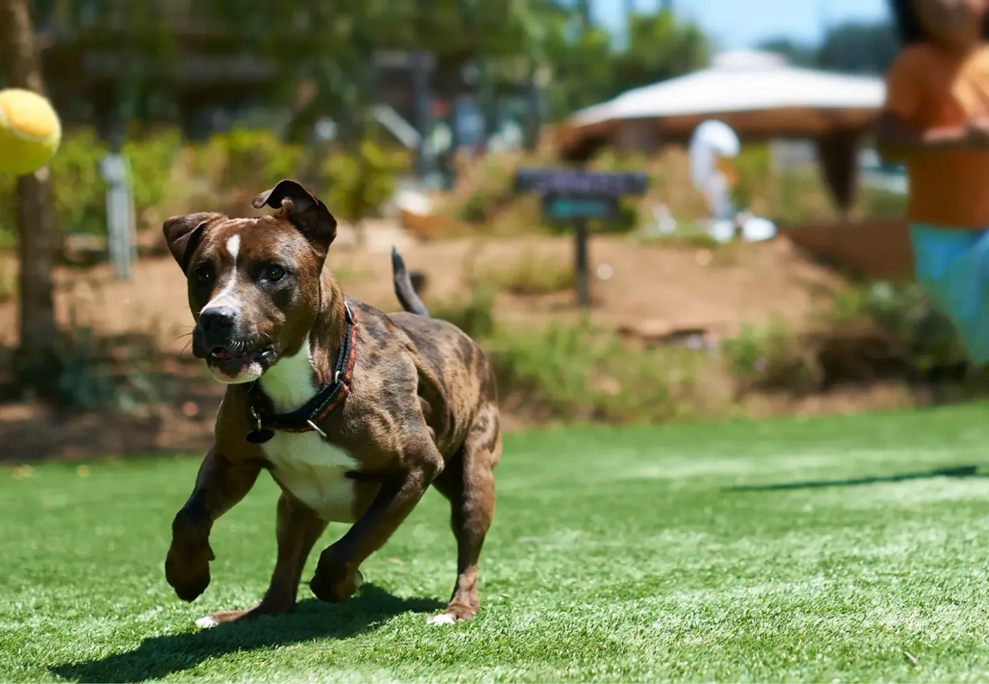Petco project